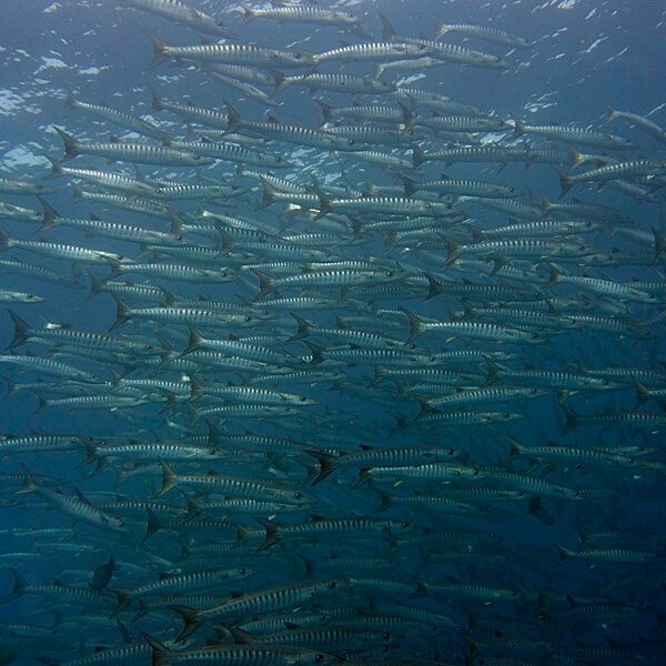 장관인 바라쿠다 떼