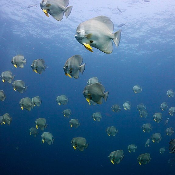 벽처럼 있는 뱃피쉬들