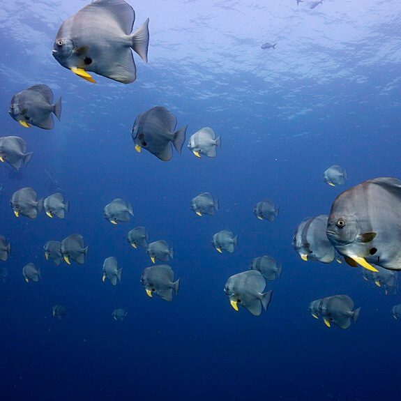 수많은 뱃피쉬들