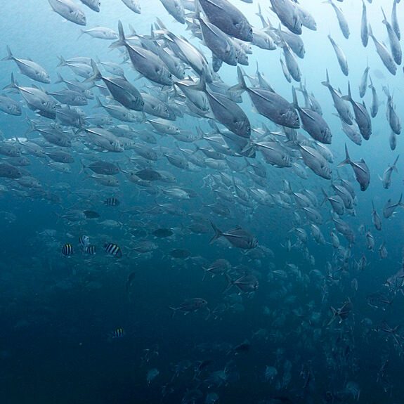 수많은 잭피쉬 무리들