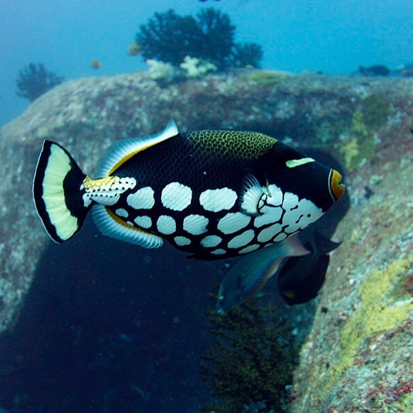 독특한 클라운 트리거피쉬