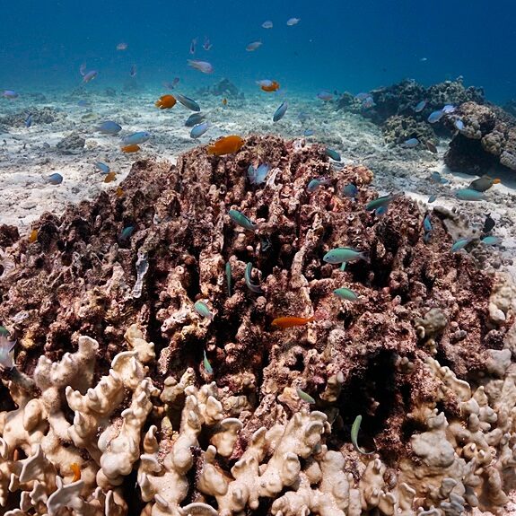 귀여운 담셀피쉬들