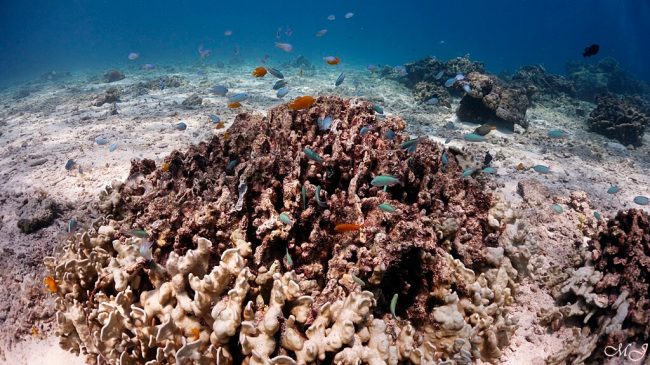 귀여운 담셀피쉬들