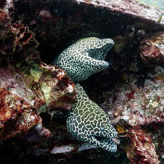 허니콤 모레이 두마리