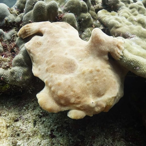 귀엽고 커다란 자이언트 프로그 피쉬