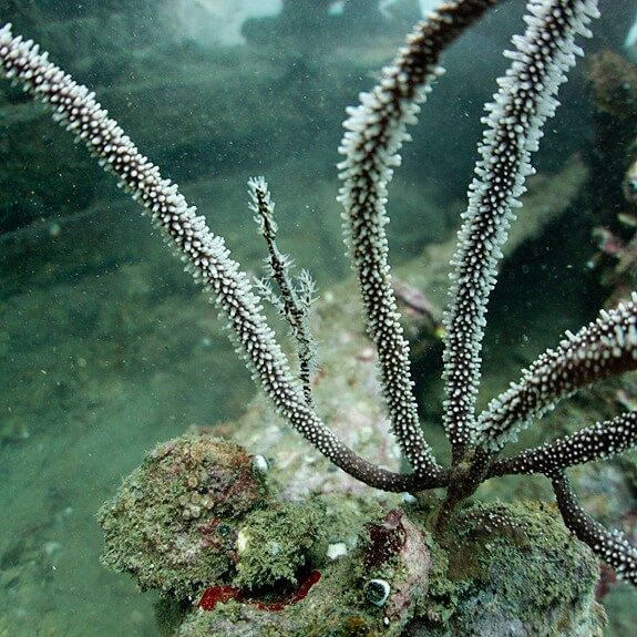 숨어있는 고스트 파이프 피쉬