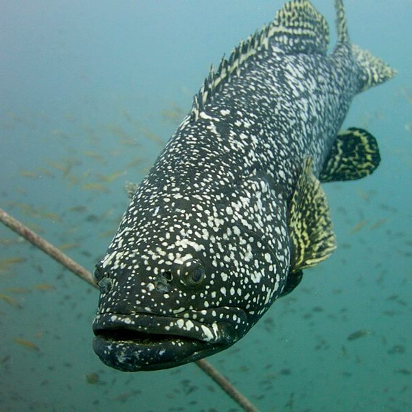 시밀란의 거대한 자이언트 그루퍼