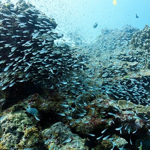 투명한 글래스피쉬