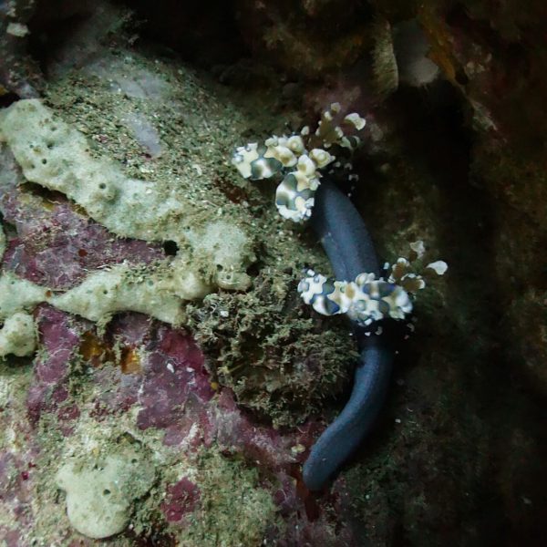 독특한 색깔의 할리퀸 쉬림프