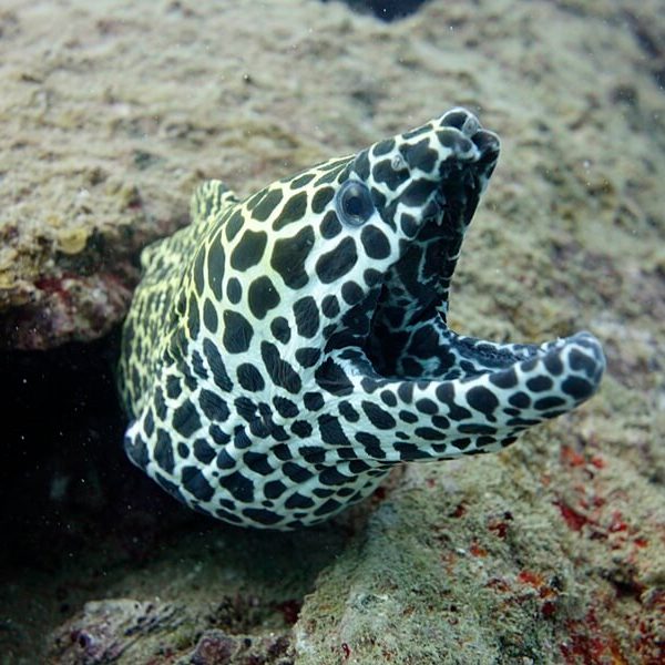 커다란 허니콤 모레이 곰치