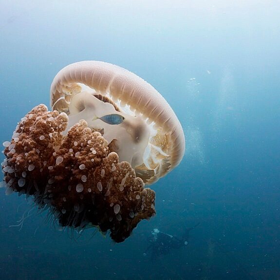 다이버와 해파리