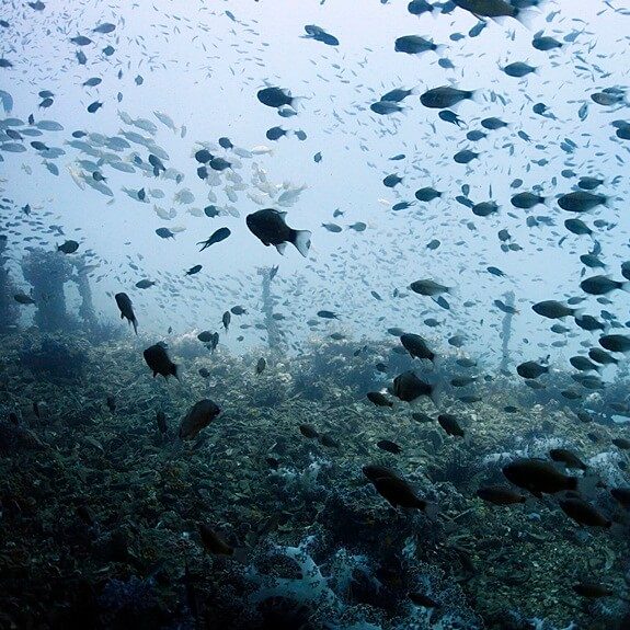 물보다 물고기가 많은 킹크루즈 난파선