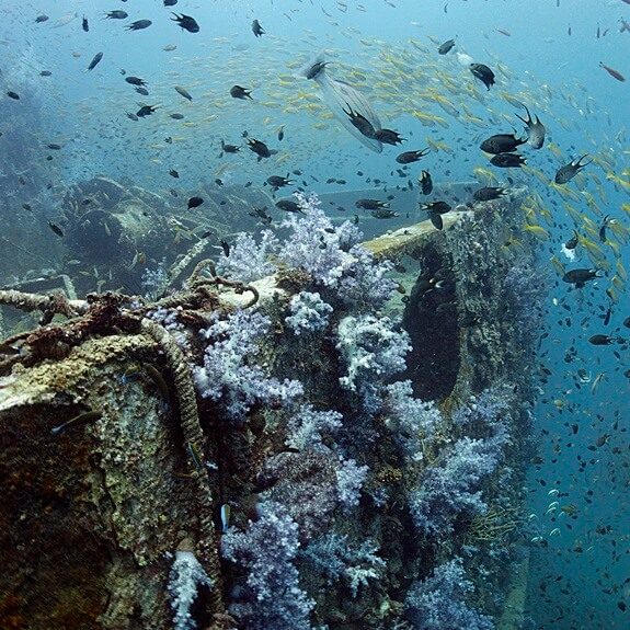 난파선과 아름다운 연산호
