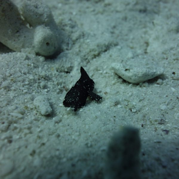 새끼 손가락만한 크기의 스콜피온 리프 피쉬