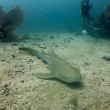 샤크포인트에 있는 레오파드 샤크