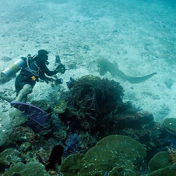 시밀란에 있는 레오파드 샤크