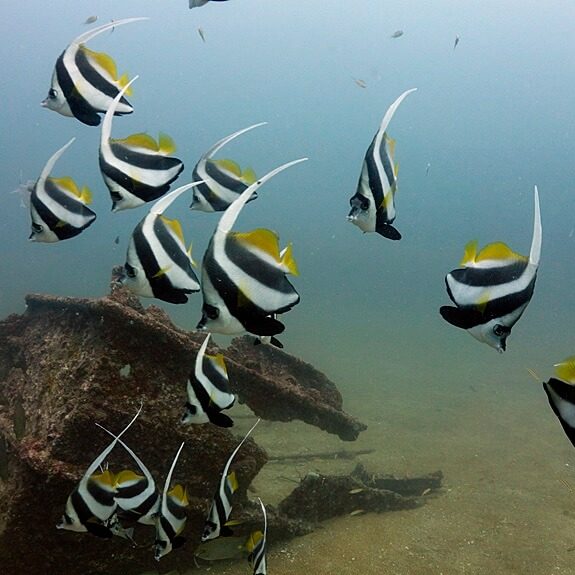 롱핀 배너피쉬 무리들