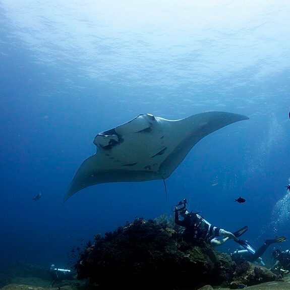 멋있는 시밀란의 만타