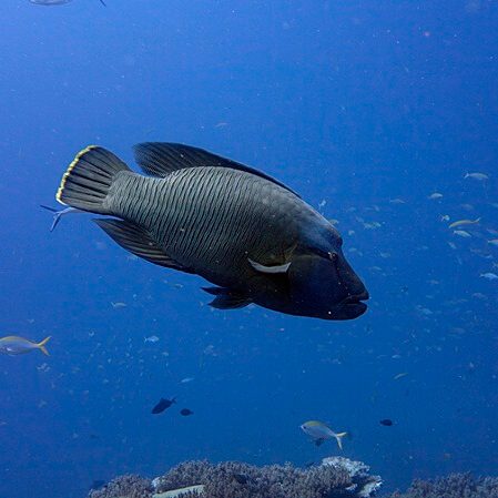 험프헤드 패럿피쉬