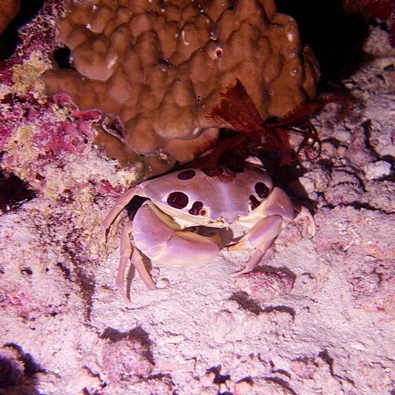 나이트 다이빙에서 본 큰 게