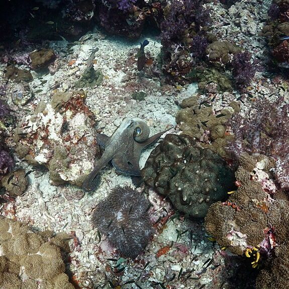 문어 짝짓기 하는 중