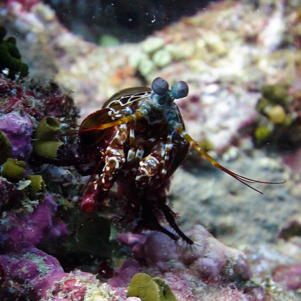 피칵 만티스 쉬림프