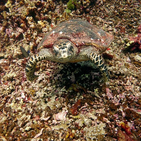 평화로운 거북이