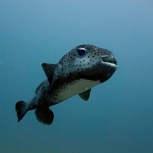 귀여운 가시복어