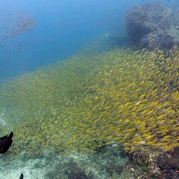 피피의 명물 옐로우 스내퍼들