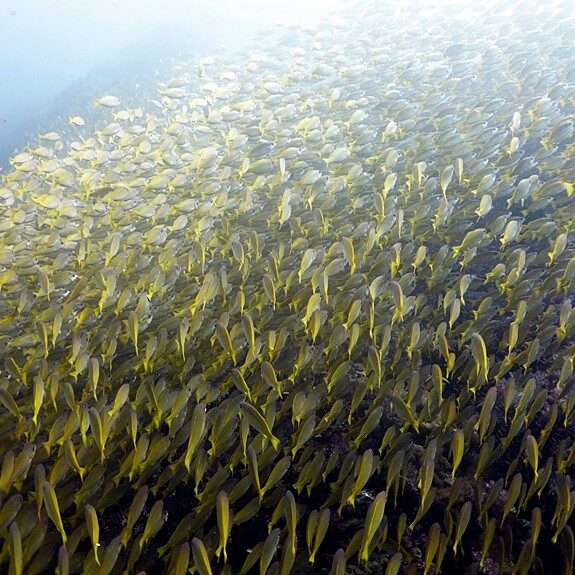 피피의 옐로우 스내퍼 떼들