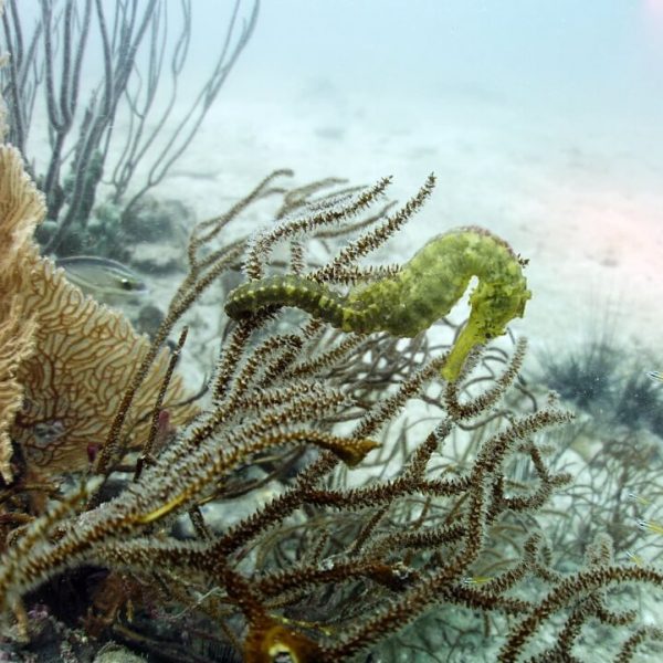 푸켓에 있는 타이거 테일 해마