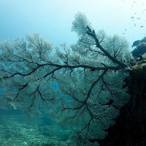 아름다운 부채산호