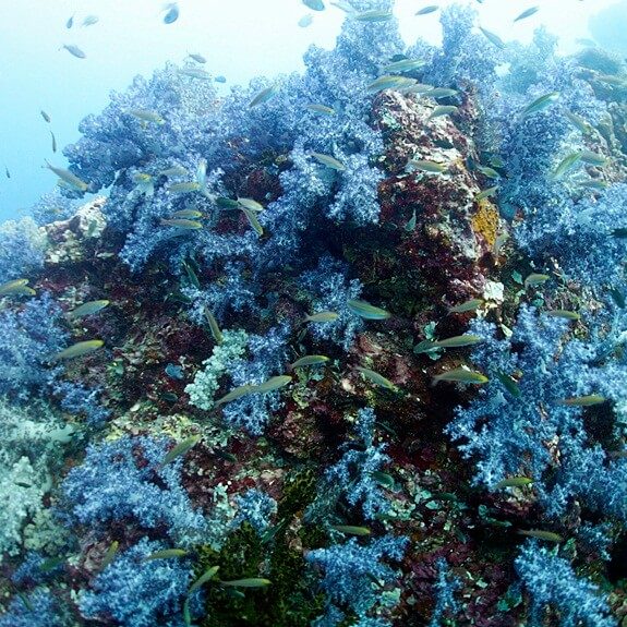 시밀란의 보라색 연산호들