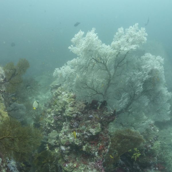 코타차이에 있는 눈이 내린거 같은 아름다운 산호