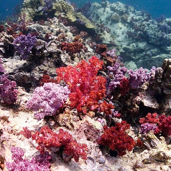 샤크포인트에 있는 연산호 꽃밭