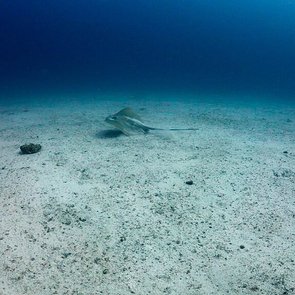 모래위의 스팅레이