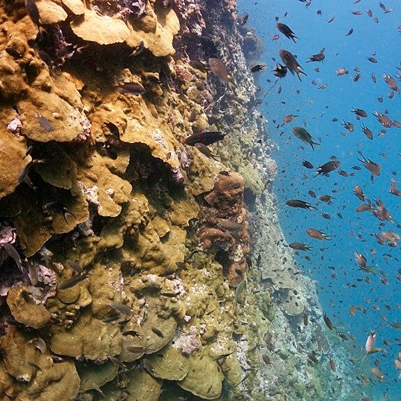 꼬독마이의 월다이빙