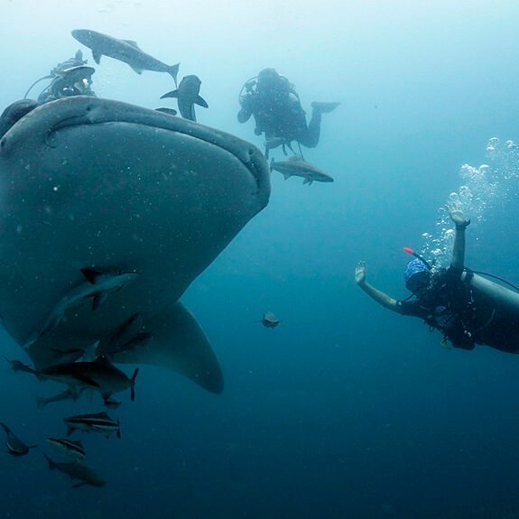 피피에 있는 큰 고래상어