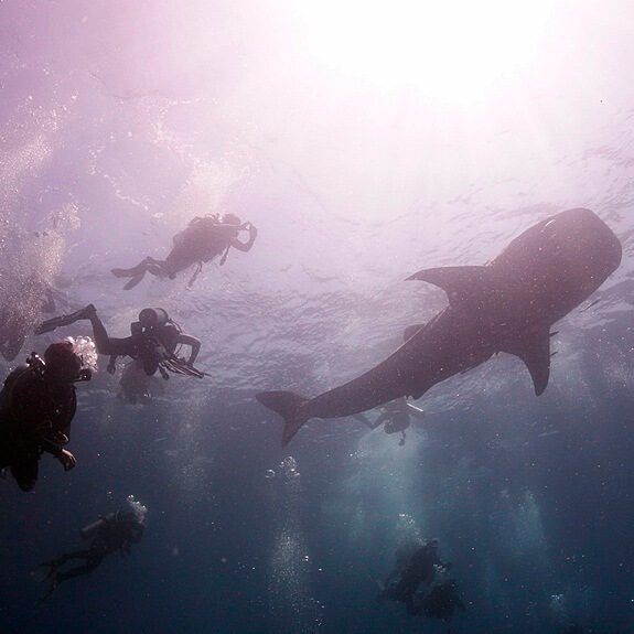 다이버들과 고래상어