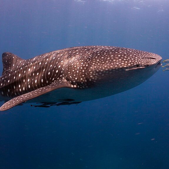 낮은 수심에 있는 고래상어