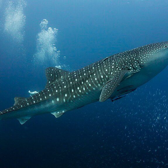 시밀란의 커다란 고래상어