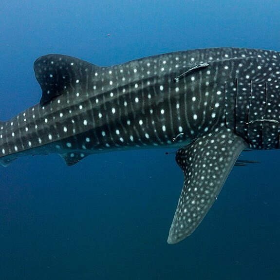 시밀란의 고래상어
