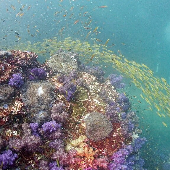 시냇물 같은 옐로우 스내퍼들