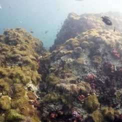 푸켓 아네모네 리프