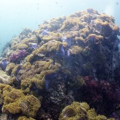 아네모네로 둘러싸인 피나클