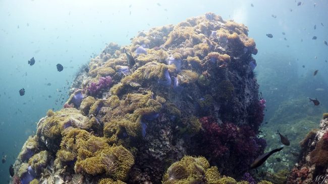 아네모네로 둘러싸인 피나클