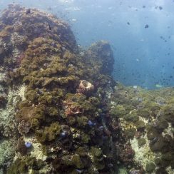 아네모네와 다이버