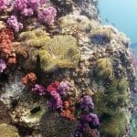 연산호와 말미잘