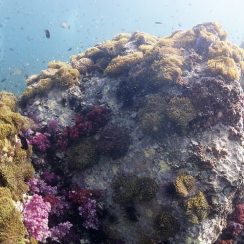 아름다운 연산호들