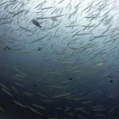 바라쿠다로 가득한 바다